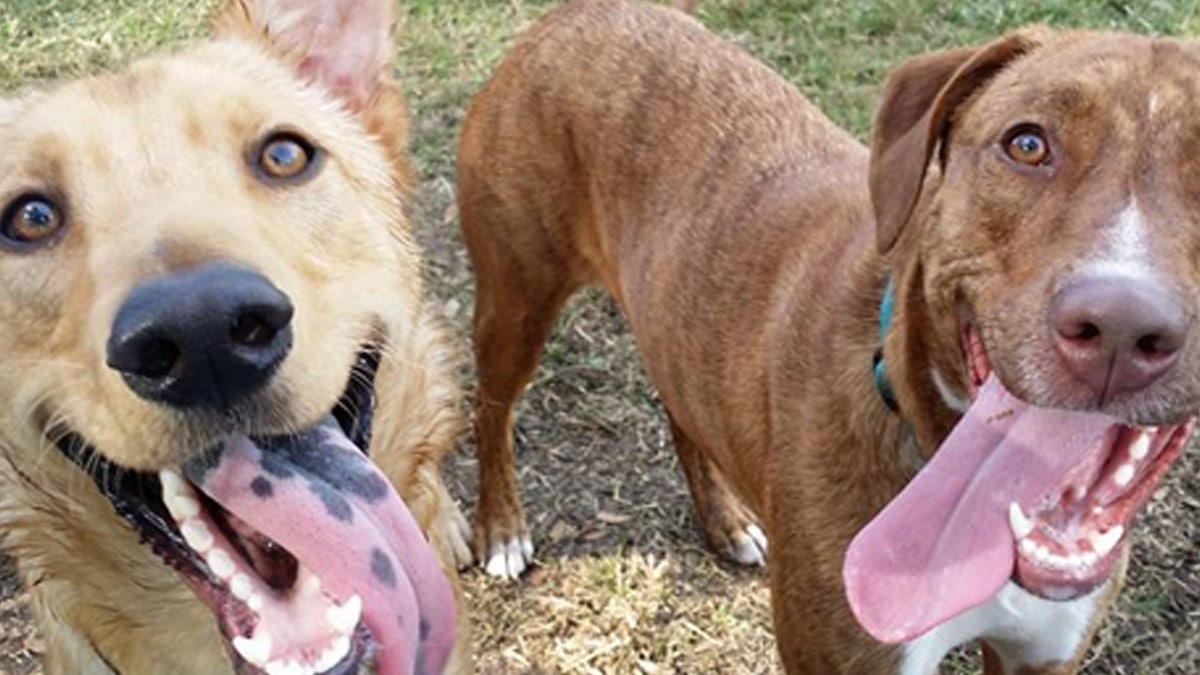 Bark in the Park - Michigan Humane