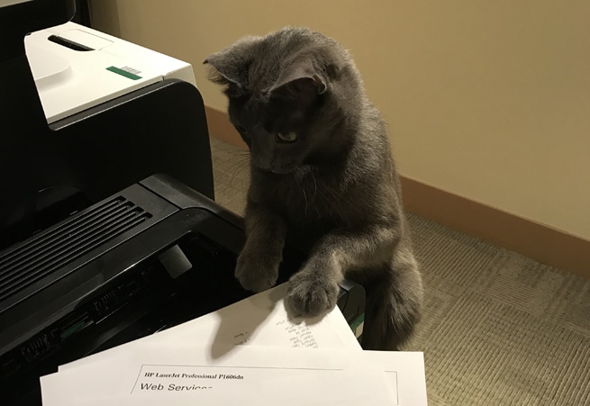 Cat playing with printer