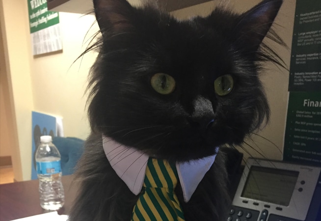 S3 cat in office